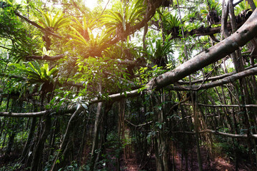 Mysterious forest..Old Trees in swamp forest wet land are tall with weird branches and vine in  phang nga ,thailand.