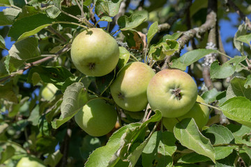 Green apples hanging at the apple tree in summer in the orchard