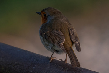 Robin perching