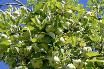 Green apples hanging at the apple tree in summer in the orchard