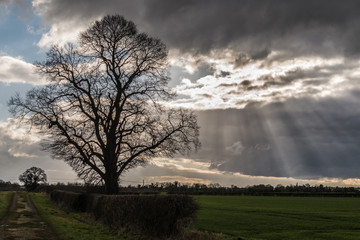 Fototapeta na wymiar Bare tree in the cloudy sunny skt