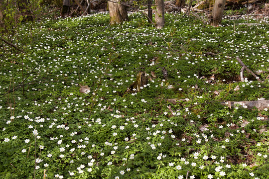 Anemone Asherah (Anemone nemorosa) in spring