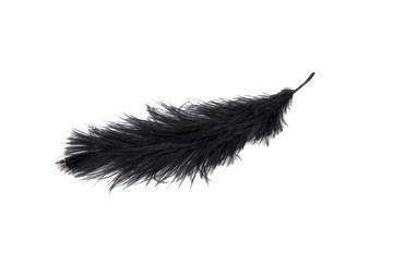fluffy feather in black color isolated on the white