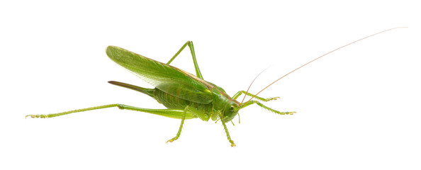 Green locust on white