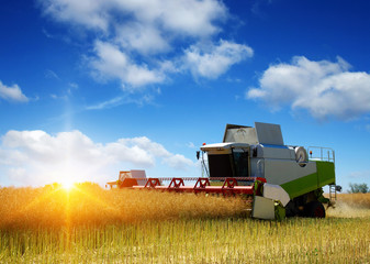 Obraz premium Combine working in field.