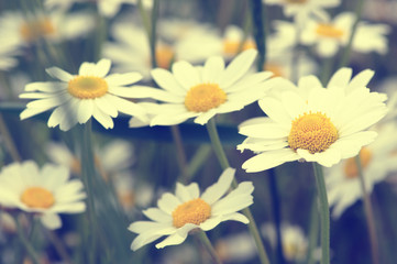 White daisy on  field