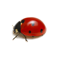 Ladybug isolated on white