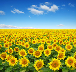 Sonnenblumenfeld am Himmel