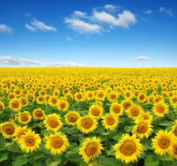 Foto auf Acrylglas Sonnenblume Sonnenblumenfeld am Himmel