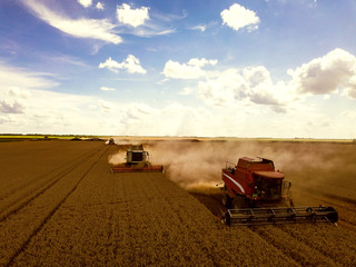 Bringing in the golden harvest