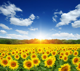 Obraz premium field of sunflowers