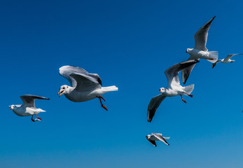Beautiful Seagulls flying in the sky