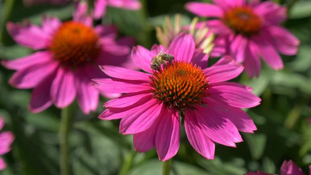 Close-up of some purple cone-flowers ( Echinacea purpurea ) with a bee collects nectar, native 30fps - Cinelike D - 4K video