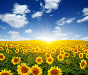 Fototapeta premium field of sunflowers