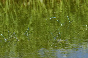 Mating season of dragonflies species blue damselfly on the background of the smooth surface of the pond