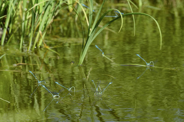 Breeding season of dragonflies species blue damselfly on the surface of the pond with green vegetation