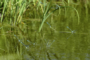 Breeding season of dragonflies species blue damselfly on the surface of the pond with green vegetation