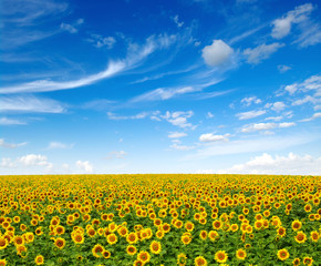 sunflowers field on sky