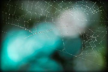 M&auml;rchenhaftes Spinnennetz