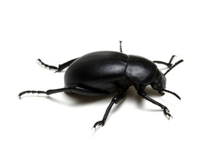 black beetle on white