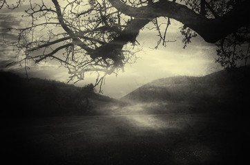 dark scary halloween landscape with old tree branch silhouette