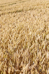 top view on a golden ripe wheat field in summer
