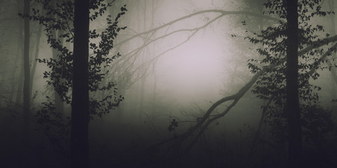 Obraz premium misty forest with fallen trees after storm