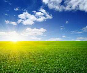 Green meadow under sun