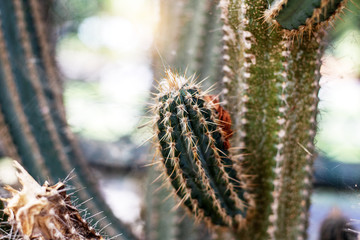 Cactus at a daytime.