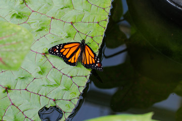 Orange butterfly