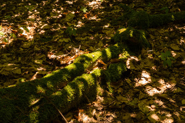 Reihnauer Wald - Lichtspiele
