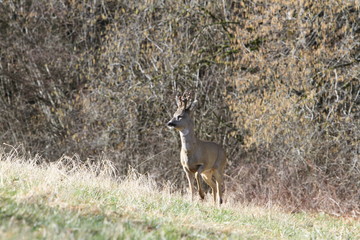 Brocard en sortied'hiver