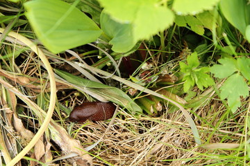 Brown slug in the garden