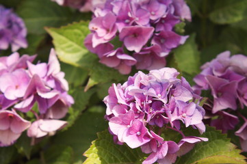 Light violet hortensia