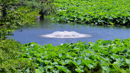 不忍池の池の噴水