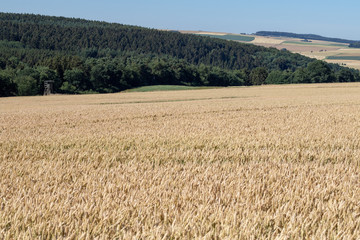 Golden ripe wheat field under blue sky in summer 