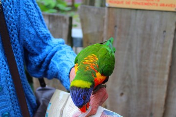 femme agée au milieu des loriquets dans leur parc