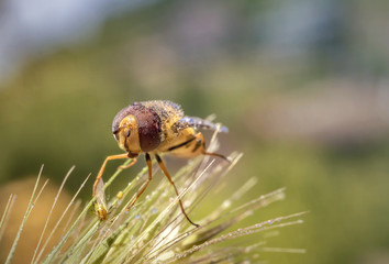 bee on a flower with drops of dew
