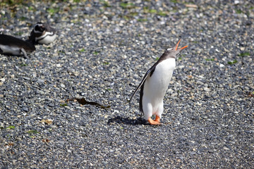 Gentoo penguin on the beach in the island in Beagle Channel, Argentina