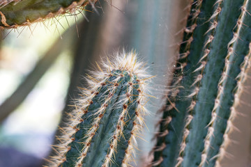 Cactus in park.