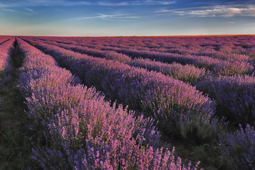 Obraz premium Day view of beautiful landscape of lavender field rows