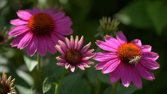 Close-up of three purple cone-flowers ( Echinacea purpurea ) with a bee collects nectar, native 30fps - Cinelike D - 4K video