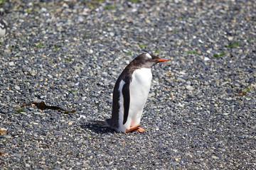 Gentoo penguin on the beach in the island in Beagle Channel, Argentina