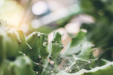 Cactus in the tropical.