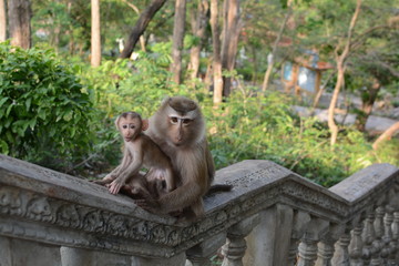 Naklejka na ściany i meble Monkeys in Cambodia