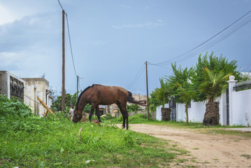 Senegal Horse & Kid
