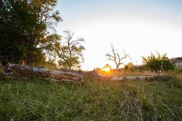 Sonnenuntergang auf grüner Wiese. Ein zerbrochener Baumstamm ist in der Mitte zu sehen. Im HIntergrund strahlt die SOnne in die Linse.