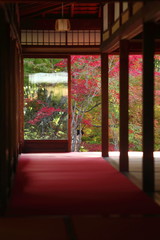 屋内から見えた色づいた日本庭園
