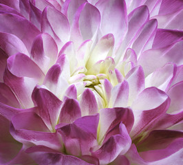 Fototapeta premium Chrysanthemum pink-white. Background of a chrysanthemum flower close-up. Nature.