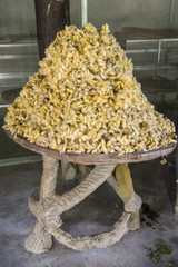 CAMBODIA PHNOM PENH SILK ISALND PRODUCTION